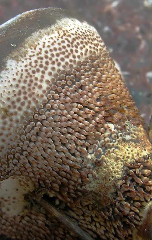 Hydnellum caeruleum (Hornem.) P. Karst.